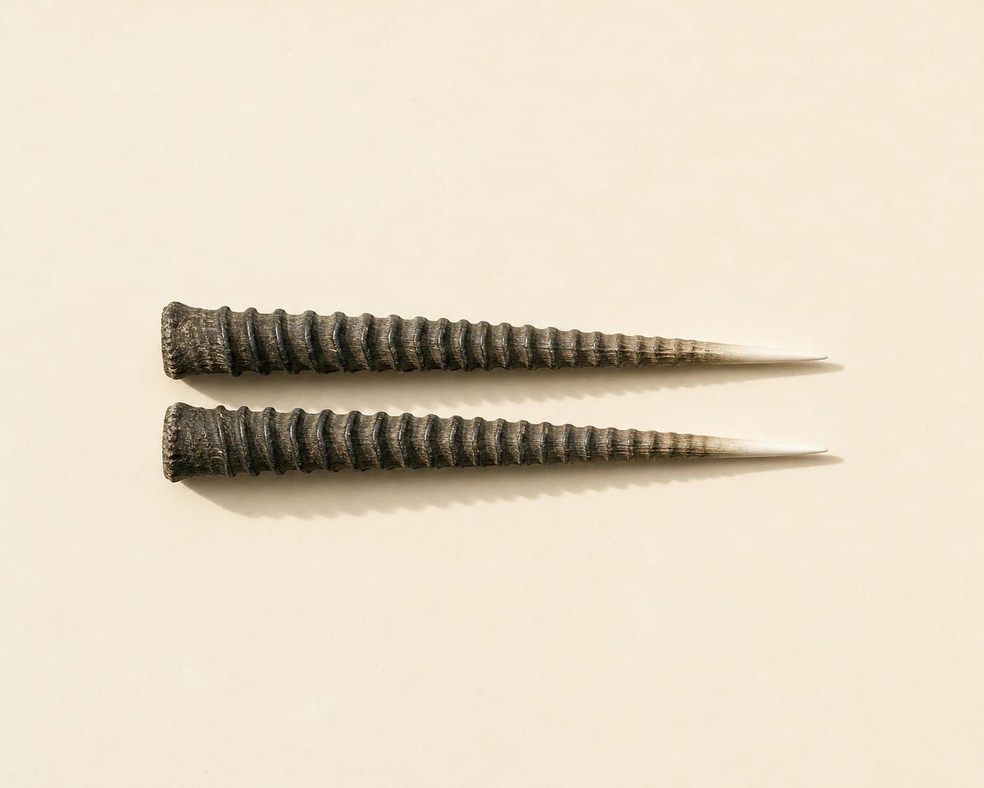 Two shed oryx horns lying parallel, centred on cream paper